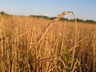 Voedwel, natuurlijk voedingsadvies, spelt